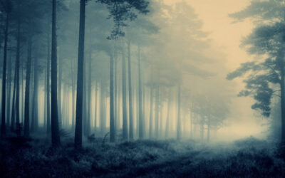 The Misty Forest: A Symbol for Therapy and Transformation